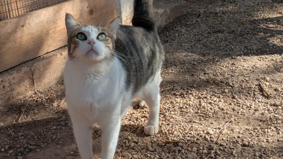 Katze Albalouise – Portrait