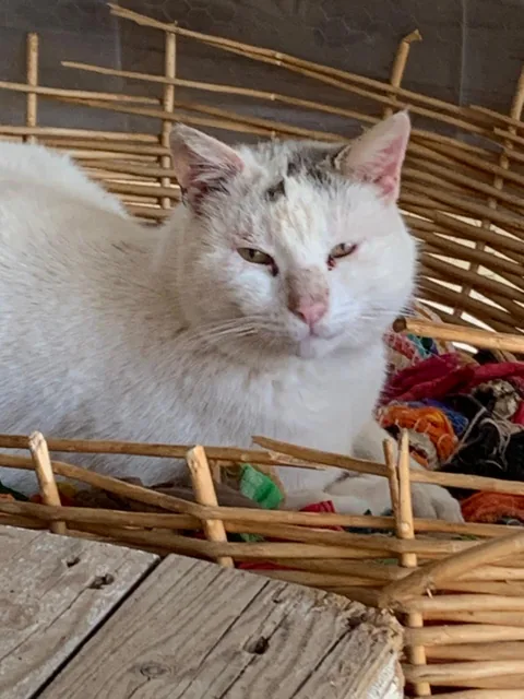 Kater Ali – Foto 2
