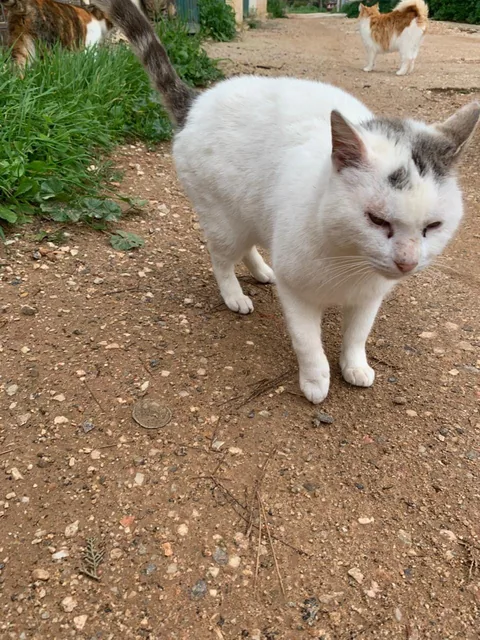 Kater Ali – Foto 3