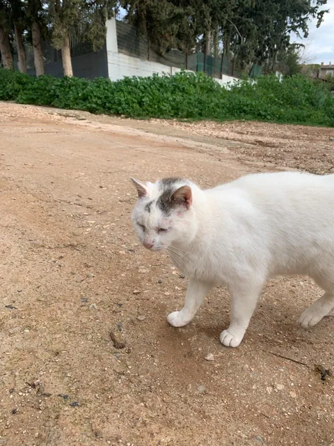 Kater Ali – Foto 4