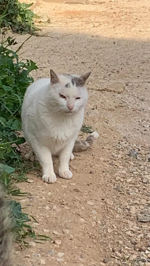 Kater Ali – Foto 5