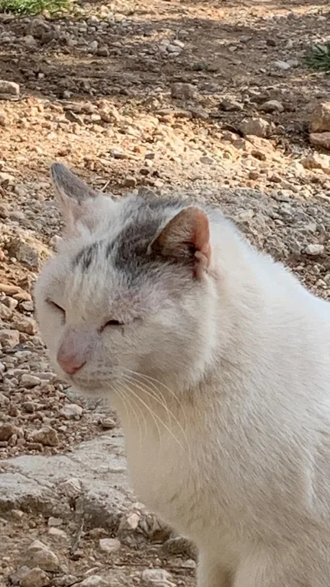 Kater Ali – Foto 6