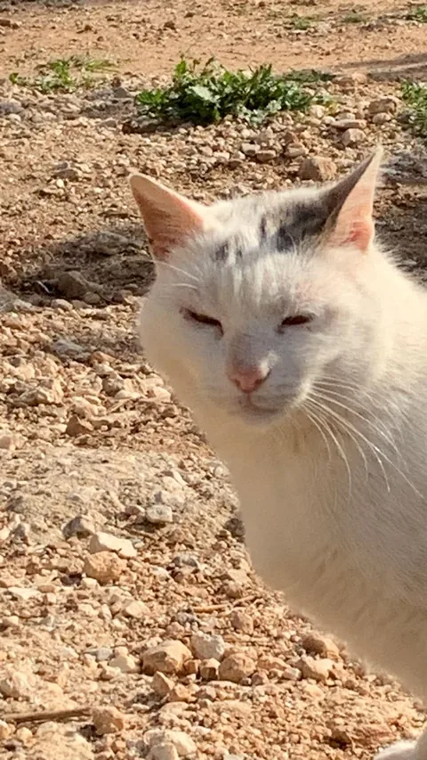 Kater Ali – Foto 7