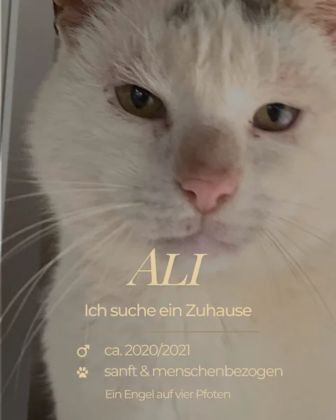 Kater Ali – Foto 1