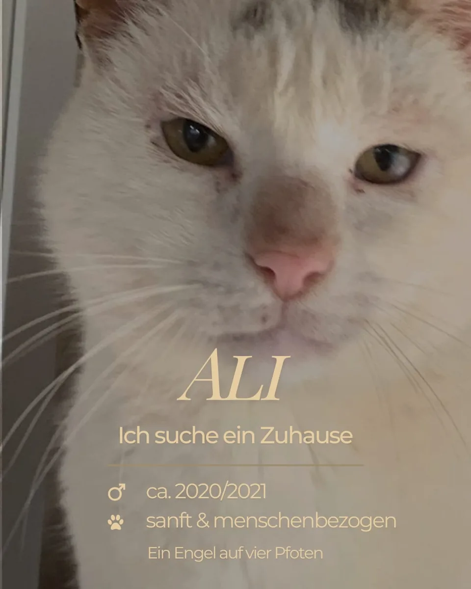 Kater Ali schaut ruhig in die Kamera