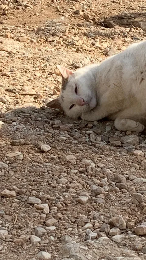 Kater Ali – Foto 8