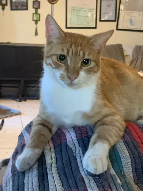 Kater Benno sitzt aufrecht und schaut frontal