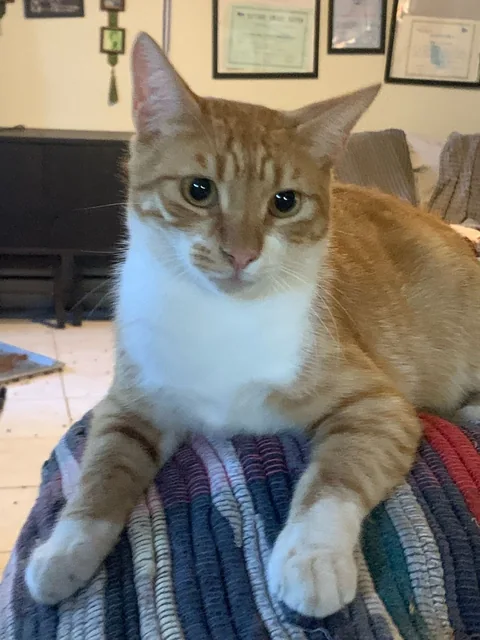 Kater Benno liegt ruhig auf einem Polster