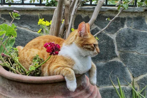 Kater Benno liegt in einem Blumentopf im Freien