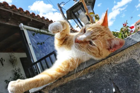 Kater Benno streckt eine Pfote in den blauen Himmel