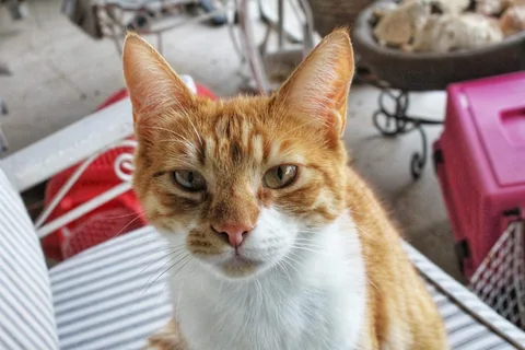 Kater Benno – Portrait im Freien