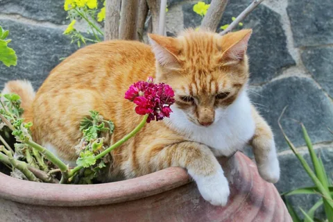 Kater Benno mit einer roten Blüte neben sich