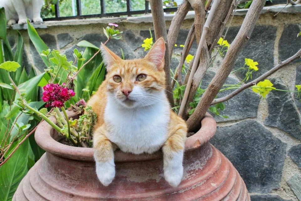 Kater Benno sitzt entspannt in einem Blumentopf zwischen Pflanzen