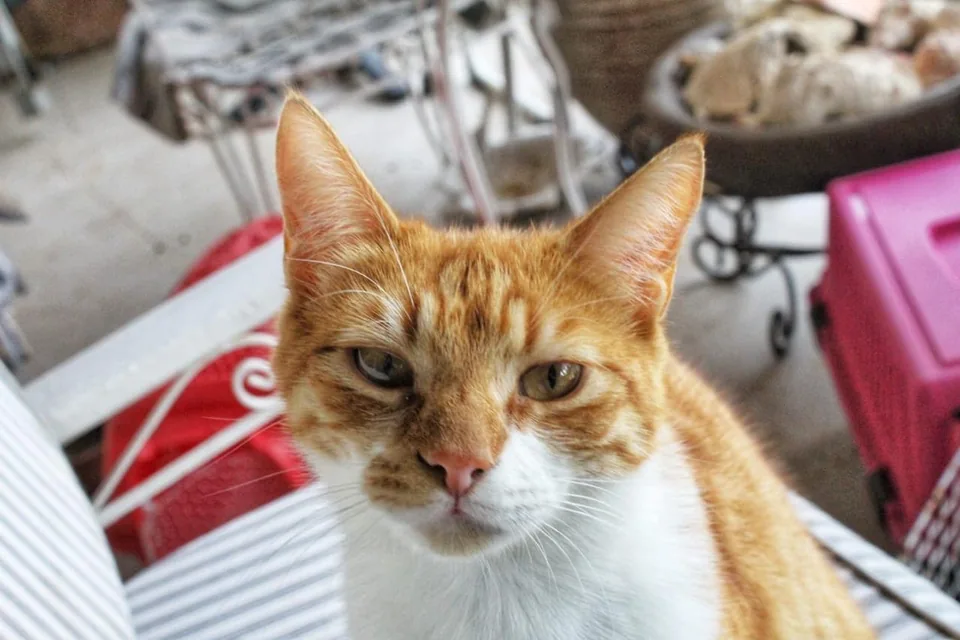 Kater Benno schaut direkt in die Kamera