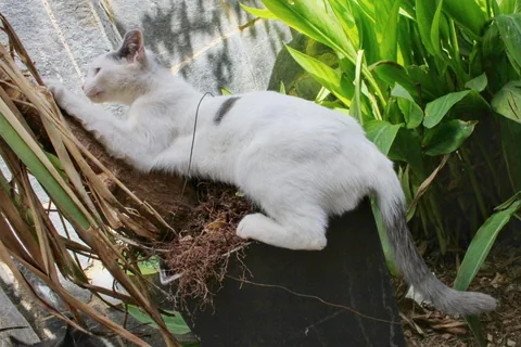 Chloe