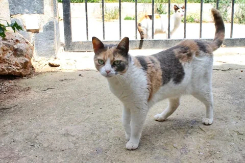 Felia
