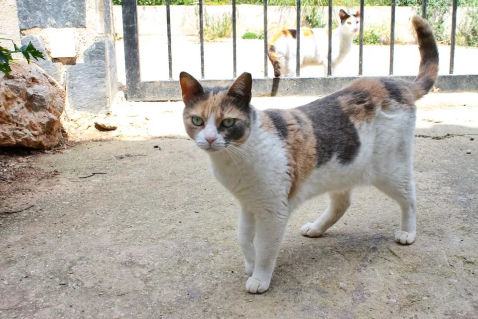 Katze Felia
