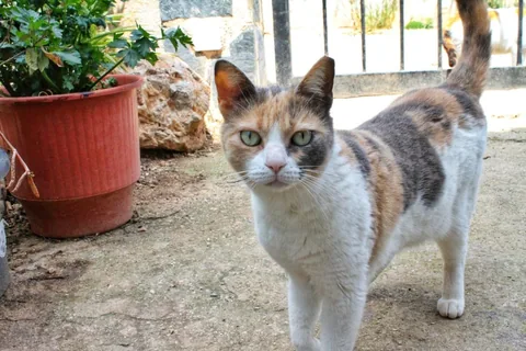 Felia