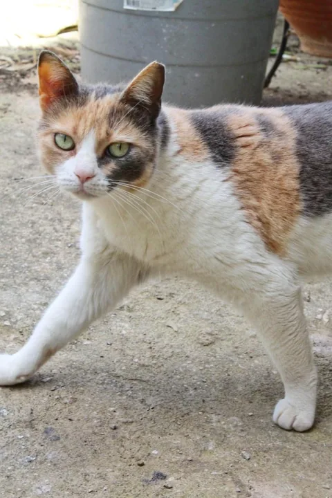 Felia