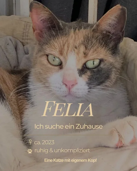 Felia