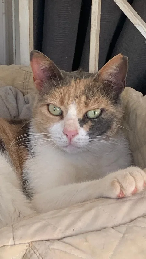 Felia