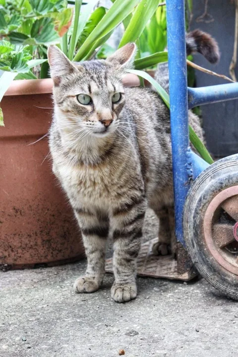 Kater Findus steht ruhig im Freien und schaut in die Kamera