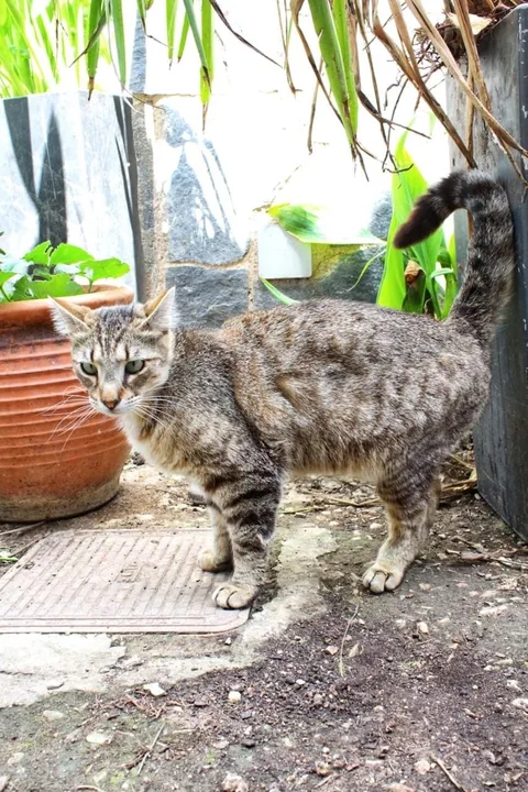 Kater Findus steht in einem begrünten Außenbereich, Schwanz aufrecht