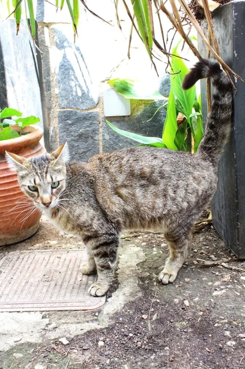 Kater Findus im Außenbereich zwischen Pflanzen