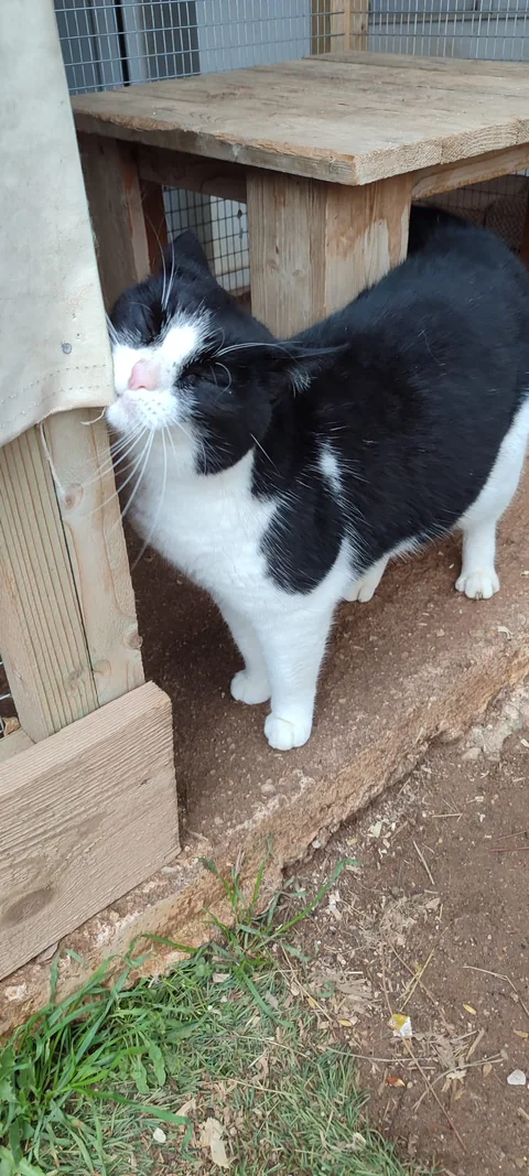 Katze Indigo