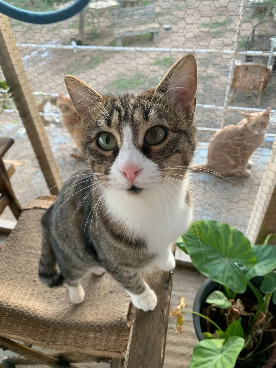 Katze Mara