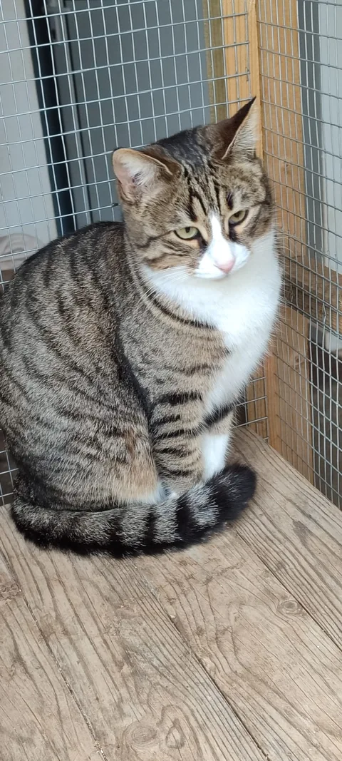 Mara