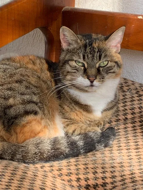 Katze Metaxi