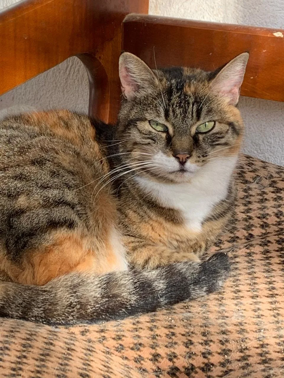 Katze Metaxi