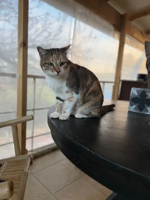 Susi