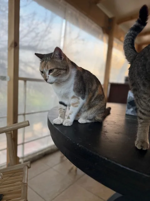 Susi