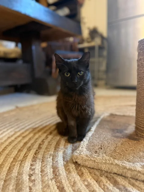 Katze Willow