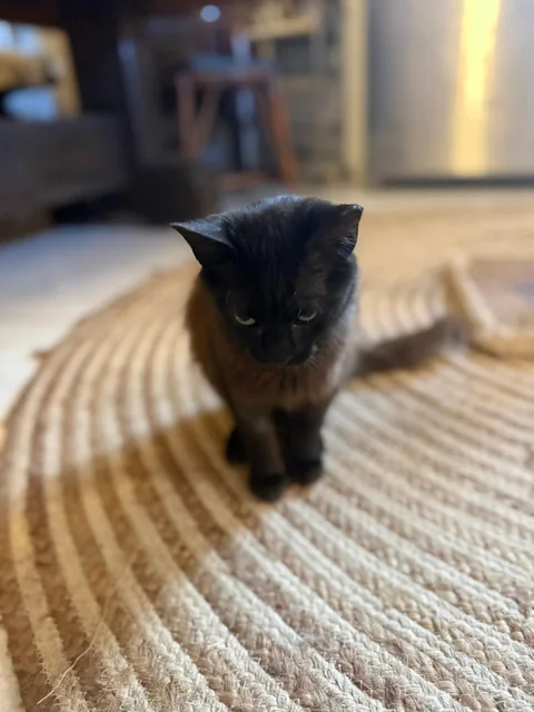 Willow